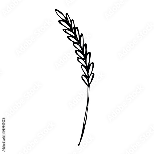 Hand drawn cereal wheat oat rye barley rice ears spikelet clipart Organic wheat bread agriculture farming harvest healthy food Single element for print packaging label design decor