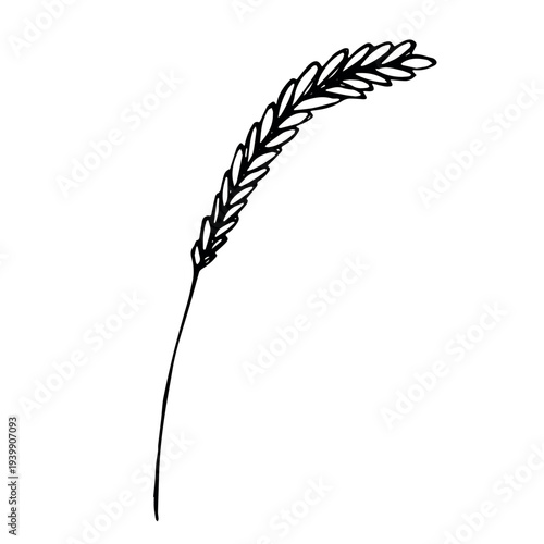 Hand drawn cereal wheat oat rye barley rice ears spikelet clipart Organic wheat bread agriculture farming harvest healthy food Single element for print packaging label design decor