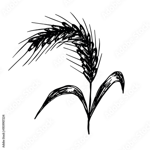 Hand drawn cereal wheat oat rye barley rice ears spikelet clipart Organic wheat bread agriculture farming harvest healthy food Single element for print packaging label design decor