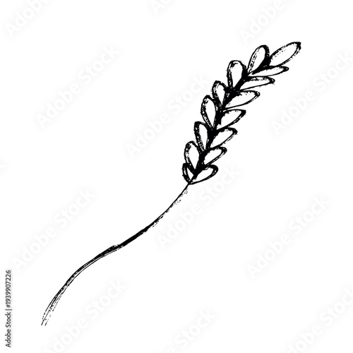 Hand drawn cereal wheat oat rye barley rice ears spikelet clipart Organic wheat bread agriculture farming harvest healthy food Single element for print packaging label design decor