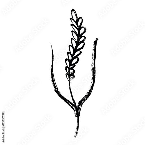 Hand drawn cereal wheat oat rye barley rice ears spikelet clipart Organic wheat bread agriculture farming harvest healthy food Single element for print packaging label design decor
