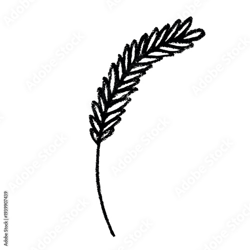 Hand drawn cereal wheat oat rye barley rice ears spikelet clipart Organic wheat bread agriculture farming harvest healthy food Single element for print packaging label design decor