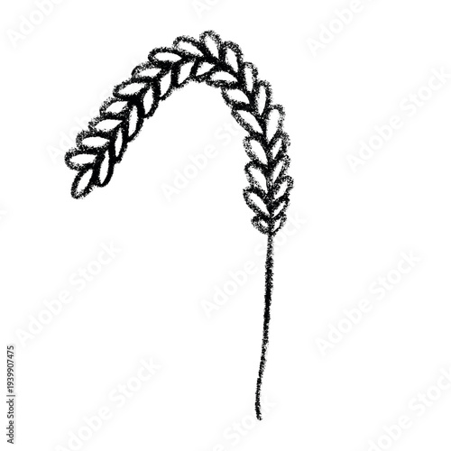 Hand drawn cereal wheat oat rye barley rice ears spikelet clipart Organic wheat bread agriculture farming harvest healthy food Single element for print packaging label design decor