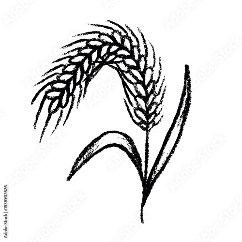 Hand drawn cereal wheat oat rye barley rice ears spikelet clipart Organic wheat bread agriculture farming harvest healthy food Single element for print packaging label design decor
