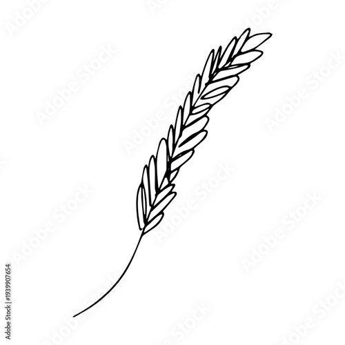 Hand drawn cereal wheat oat rye barley rice ears spikelet clipart Organic wheat bread agriculture farming harvest healthy food Single element for print packaging label design decor