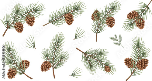 Scattered Watercolor Vector Set of Pine Branches with Cones Needles and Pinecones Featuring Evergreen Sprigs Whole Open and Detached Elements for Winter Christmas Nature Designs