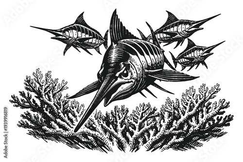 Vintage engraving style marlin fish swimming above coral reef, detailed black and white marine life hand drawn vector illustration with ocean wildlife theme.