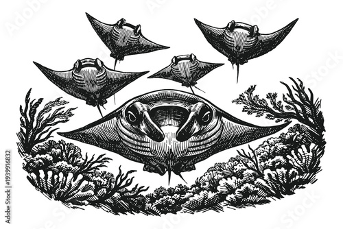 Vintage engraving style stingrays swimming over coral seabed, detailed black and white marine wildlife hand drawn vector illustration with underwater ocean theme.