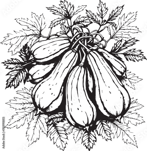 Cluster of squash gourds with serrated leaves botanical agriculture harvest plant illustration vector design