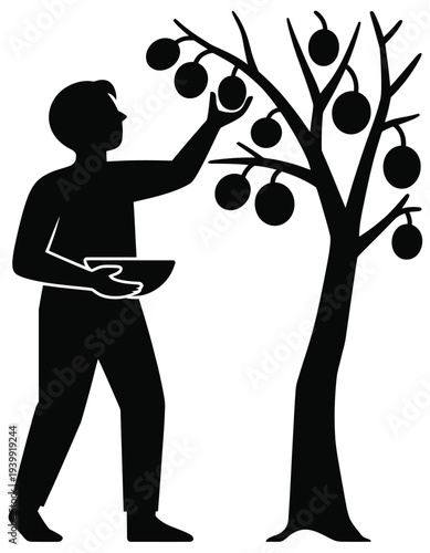 Black and white silhouette of a person picking fruit from a tree 1