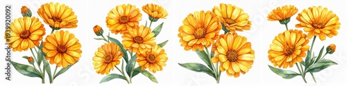 Bright orange calendula flowers painted in delicate watercolor style with fresh green leaves and buds arranged as botanical herbal blossoms isolated on clean white background