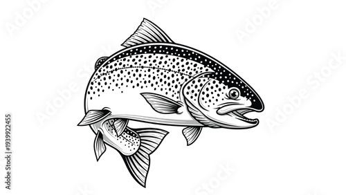 Detailed scientific illustration of a trout fish in profile showing its characteristic spots and fins for fishing and wildlife topics.