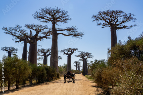 Принти на полотні ox cart running through alle of baobabs