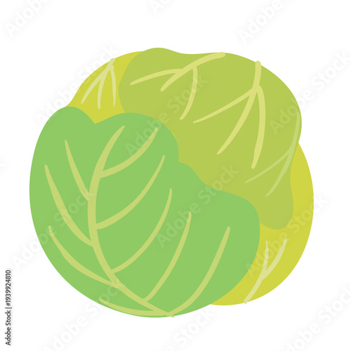 キャベツのイラスト