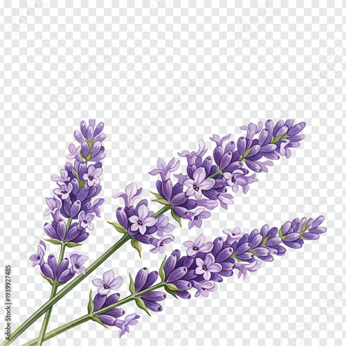 Fresh lavender flowers on transparent background for design