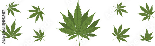 Realistic cannabis leaves collection green marijuana hemp foliage botanical plant set natural herbal vector illustration elements