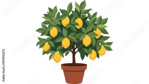 Lemon tree in a brown terracotta pot with bright yellow fruits and green leaves against a plain white background for gardening concepts.