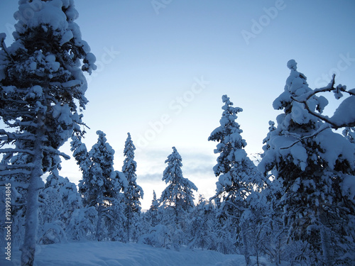 Canvas Print Snow Covered Pine Trees in Urho Kekkonen National Park Lapland Finland