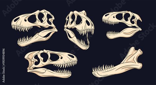 Detailed collection of five distinct dinosaur skulls and jaws in various poses providing an educational view of prehistoric anatomy.