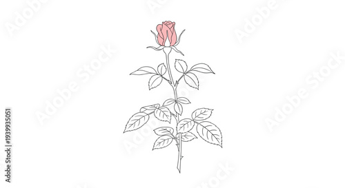 Elegant line drawing of a single rose with delicate pink petals and detailed leaves on a stem with thorns over a white background.