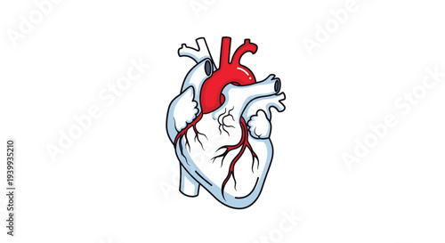 Detailed medical illustration of a human heart showing major blood vessels like the aorta and pulmonary arteries on a white background.