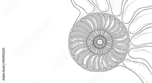 Detailed cross-section illustration of a nautilus shell revealing its intricate spiral chambers and beautiful natural design.