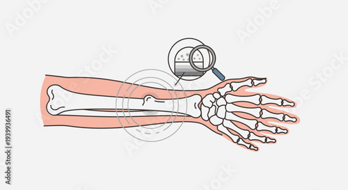 Close-up of human forearm bone and hand skeleton with magnifying glass showing bone structure