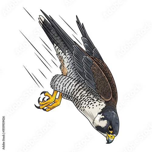 Peregrine falcon diving with sharp talons outstretched