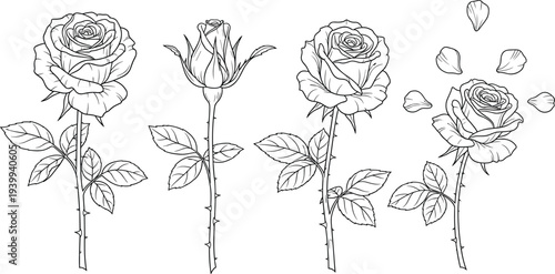 Hand drawn black and white rose flower line art set featuring rosebud blooming roses and falling petals for coloring book wedding and floral design
