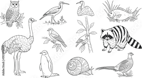 Vector wildlife animal set with owl raccoon penguin ostrich and birds in line art style for nature education book coloring page and forest fauna