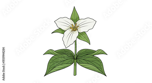 A single strawberry flower with green leaves on a white background.