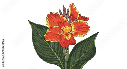 A vibrant frangipani flower with green leaves on a white background.