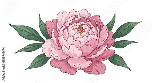 A lotus flower and its seed pod are depicted on a white background.