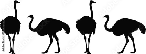 Ostrich silhouettes, bird illustration, wild bird, animal outline, ostrich poses, walking ostrich, standing ostrich, bird artwork, educational ornithology, cartoon design