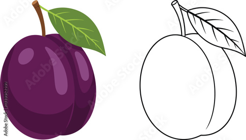 Fresh ripe plum fruit presented as a colorful cartoon illustration and a black outline drawing for a coloring book isolated on white background