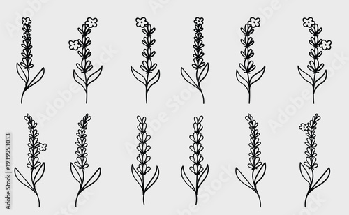 Lavender Flower Line Hand Drawn Set Botanical Collection.Vector Illustration
