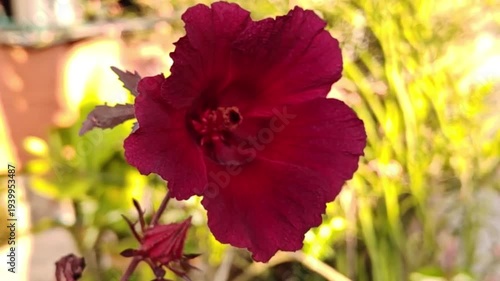 A close-up image of vibrant red cranberry hibiscus flowers against striking purplish-red leaves in a garden.