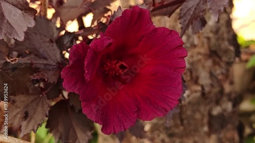 A close-up image of vibrant red cranberry hibiscus flowers against striking purplish-red leaves in a garden.