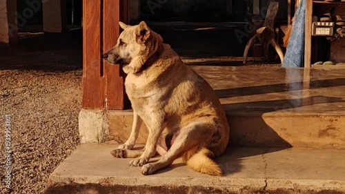 A fat dog was resting on the floor.