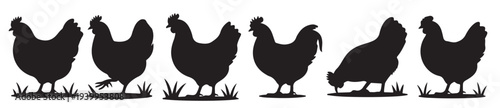 chicken silhouette set for poultry farm designs