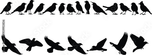 Bird silhouettes collection featuring perched and flying poses, diverse wing shapes and postures for creative vector illustration and design projects