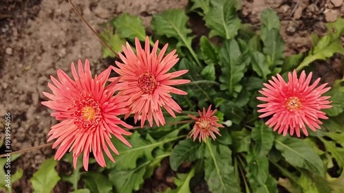A close-up photograph of pink gerberas in their natural environment.
