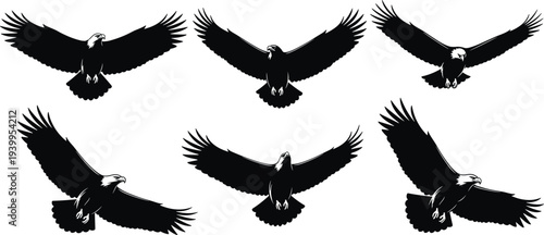 Eagle flight silhouettes with spread wings, bald eagle profiles in dynamic soaring poses for ornithology, symbolism, and vector design projects