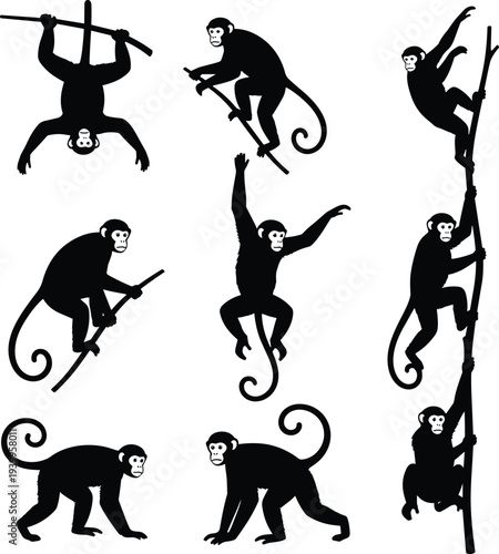 Black silhouette set of agile monkeys climbing on branches, hanging upside down, and walking in various active poses isolated on a white background vector