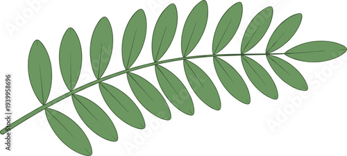 Vector illustration of compound green leaf with opposite elliptical leaflets along central stem, symmetrical arrangement, botanical design, plant morphology artwork