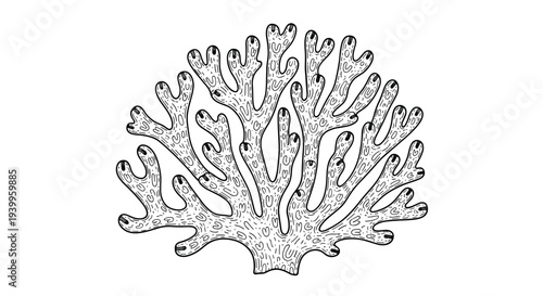 Detailed hand drawn line art illustration of a sea coral reef element isolated on a white background for marine biology and ocean themed art.