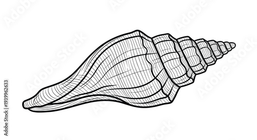 Intricate black and white line drawing of a spiral conch shell showcasing its natural textures and patterns against a white background.