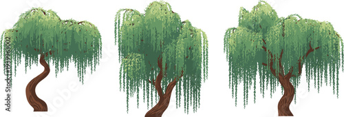 Three weeping willow trees with flowing branches and textured green foliage on a white background nature