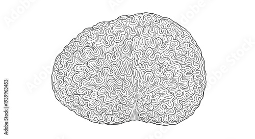 Detailed black and white engraving of a brain coral shows the intricate maze like ridges and organic patterns of the marine organism.