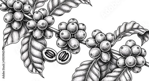 Coffee branch with coffee berries and leaves hand drawn illustration